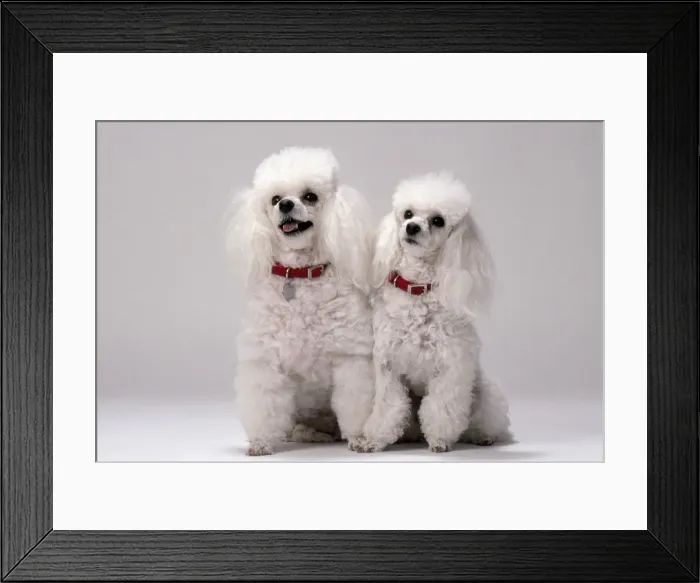 Framed Print : Picture No. 10851693 Framed Print : Picture No. 10851693