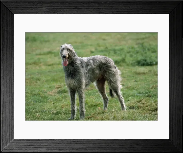 Framed Print : Picture No. 10851702 Framed Print : Picture No. 10851702