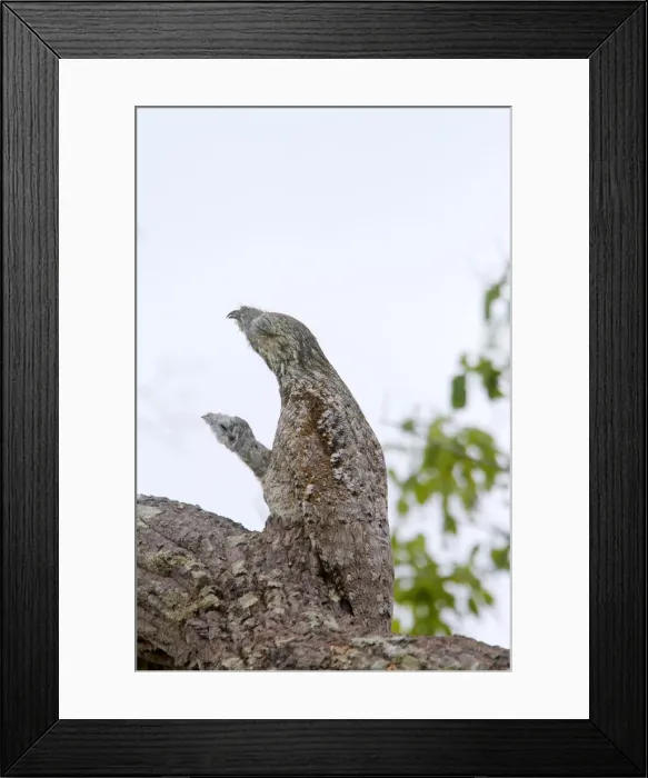 Framed Print : Picture No. 10899164