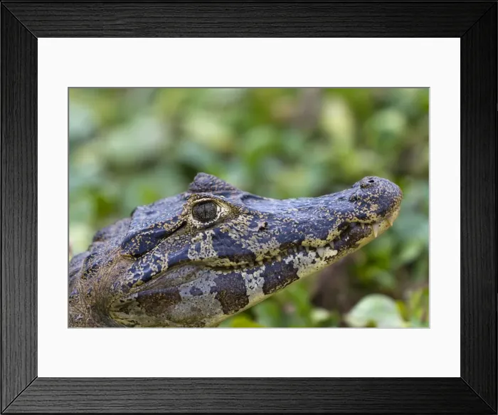 Framed Print : Picture No. 10899171 Framed Print : Picture No. 10899171