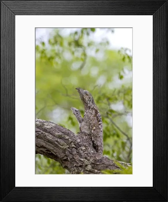 Framed Print : Picture No. 10899166 Framed Print : Picture No. 10899166