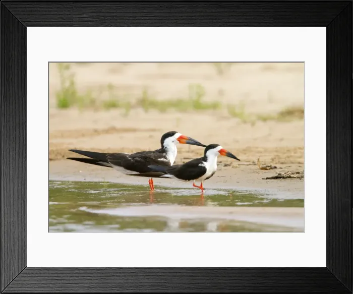 Framed Print : Picture No. 10899169 Framed Print : Picture No. 10899169