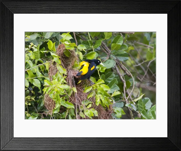 Framed Print : Picture No. 10899173