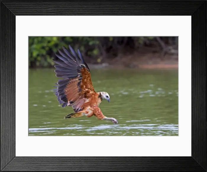 Framed Print : Picture No. 10899170 Framed Print : Picture No. 10899170