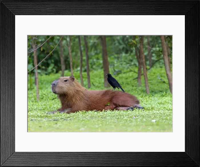 Framed Print : Picture No. 10899172