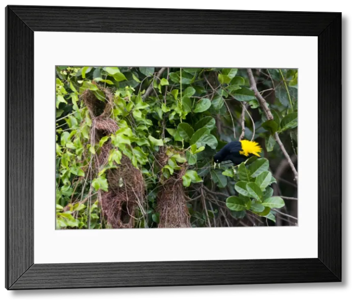 Framed Print : Picture No. 10899174 Framed Print : Picture No. 10899174