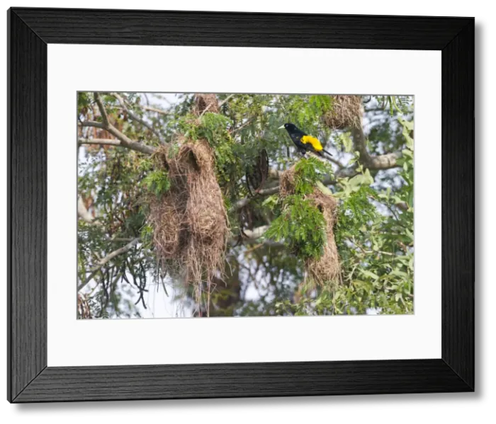 Framed Print : Picture No. 10899175 Framed Print : Picture No. 10899175