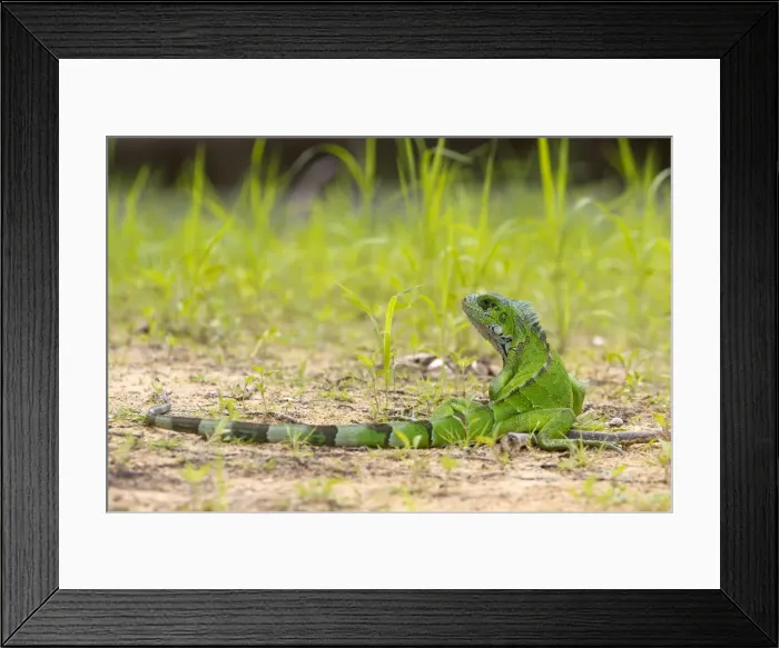 Framed Print : Picture No. 10899179 Framed Print : Picture No. 10899179
