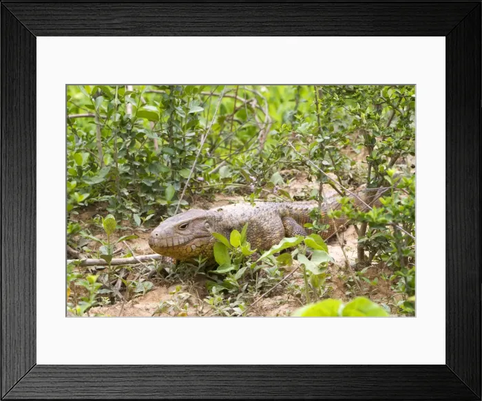 Framed Print : Picture No. 10899177
