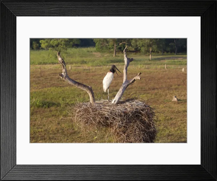 Framed Print : Picture No. 10899181 Framed Print : Picture No. 10899181