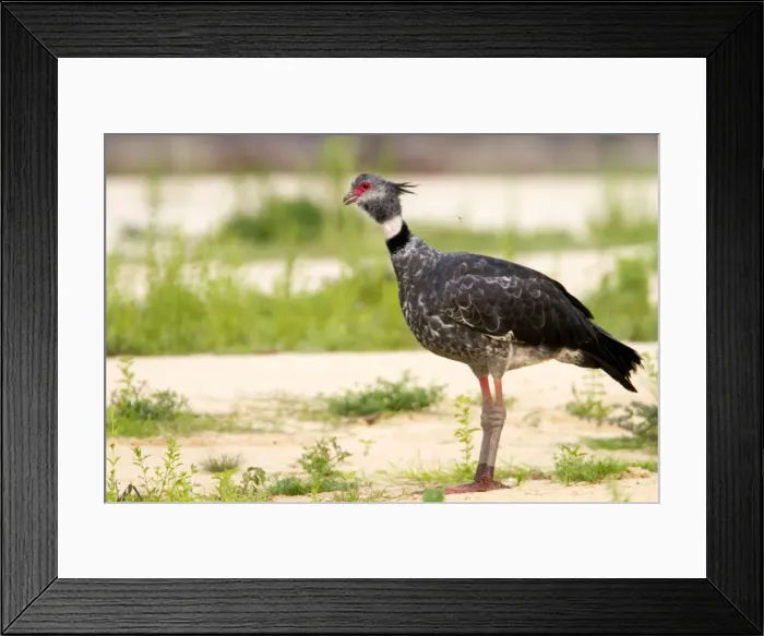 Framed Print : Picture No. 10899185 Framed Print : Picture No. 10899185