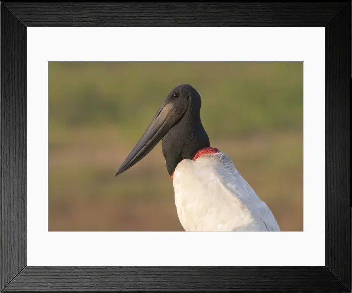 Framed Print : Picture No. 10899183 Framed Print : Picture No. 10899183