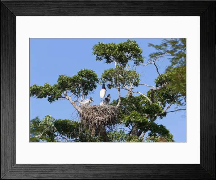 Framed Print : Picture No. 10899180 Framed Print : Picture No. 10899180