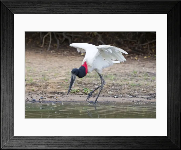 Framed Print : Picture No. 10899182 Framed Print : Picture No. 10899182