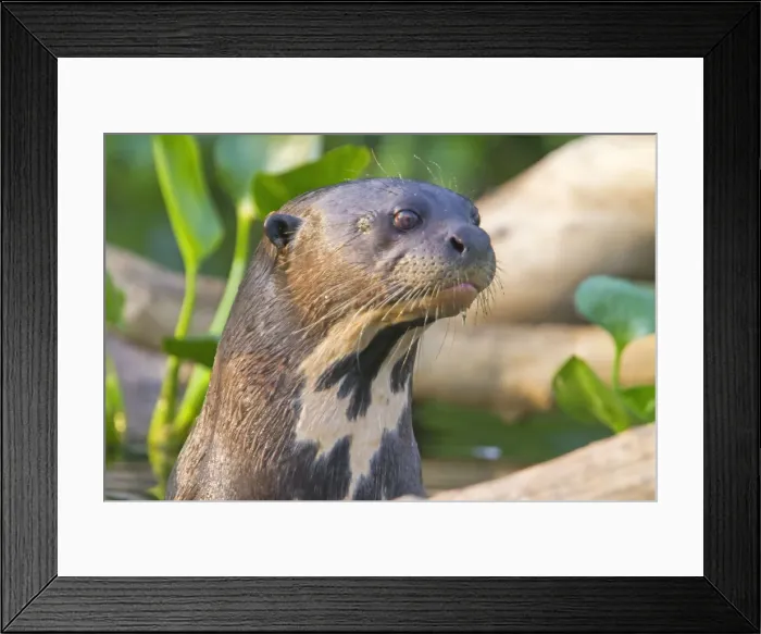 Framed Print : Picture No. 10899186 Framed Print : Picture No. 10899186