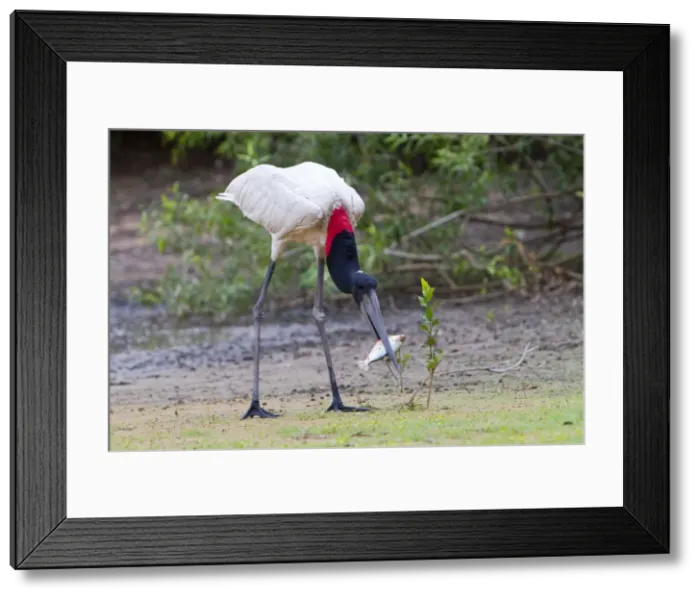 Framed Print : Picture No. 10899184 Framed Print : Picture No. 10899184