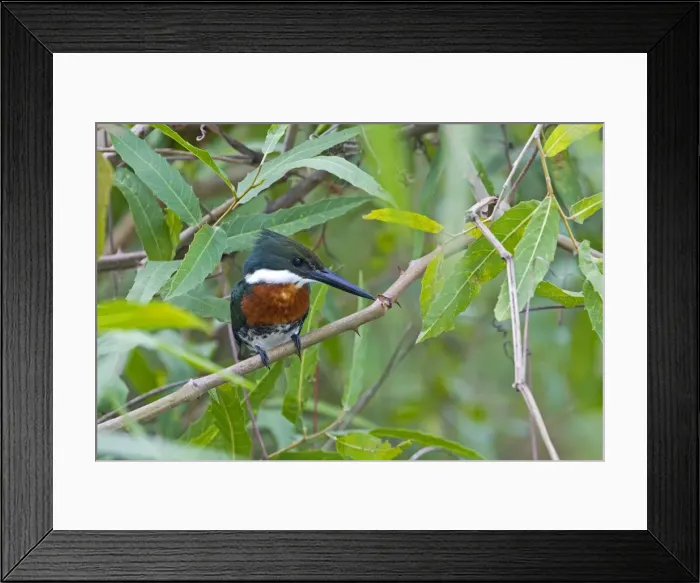 Framed Print : Picture No. 10899192 Framed Print : Picture No. 10899192