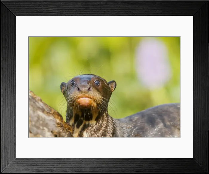 Framed Print : Picture No. 10899188 Framed Print : Picture No. 10899188