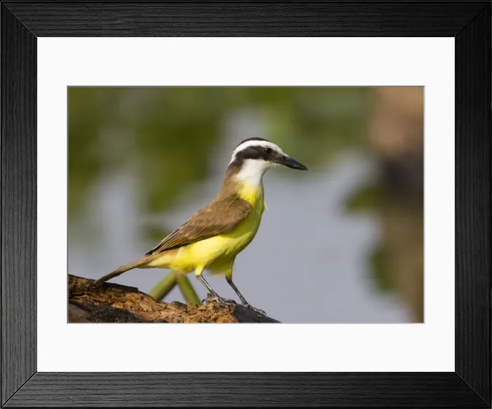 Framed Print : Picture No. 10899195 Framed Print : Picture No. 10899195