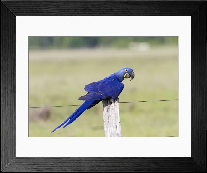 Framed Print : Picture No. 10899197 Framed Print : Picture No. 10899197