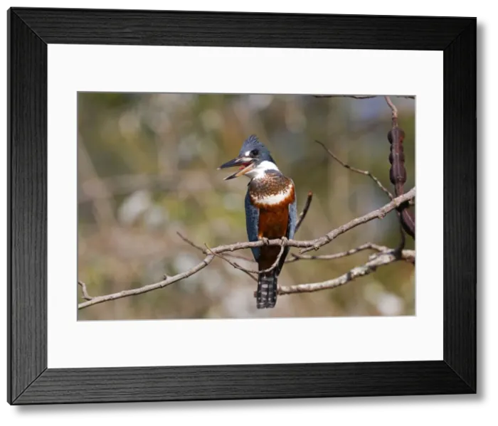 Framed Print : Picture No. 10899190 Framed Print : Picture No. 10899190