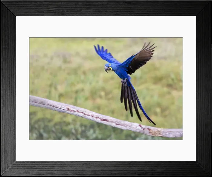 Framed Print : Picture No. 10899196