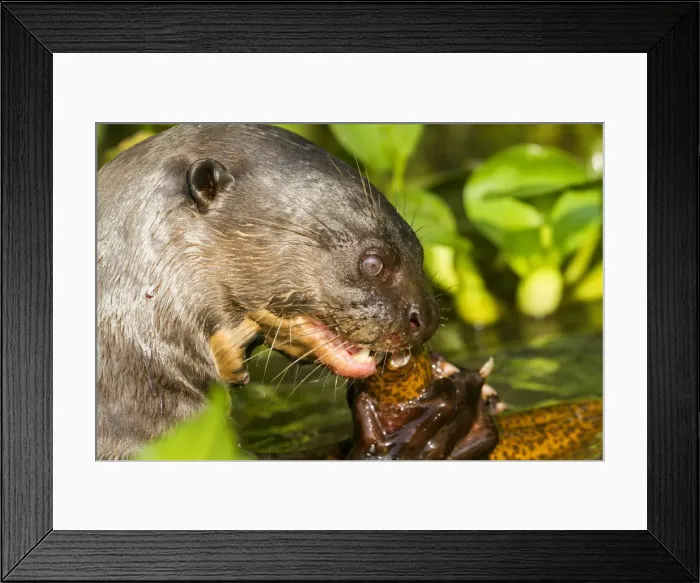 Framed Print : Picture No. 10899187 Framed Print : Picture No. 10899187