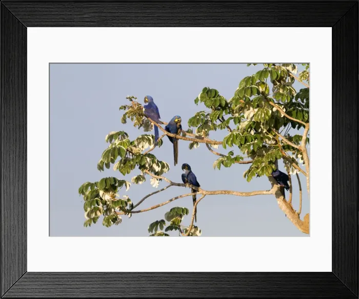 Framed Print : Picture No. 10899198 Framed Print : Picture No. 10899198