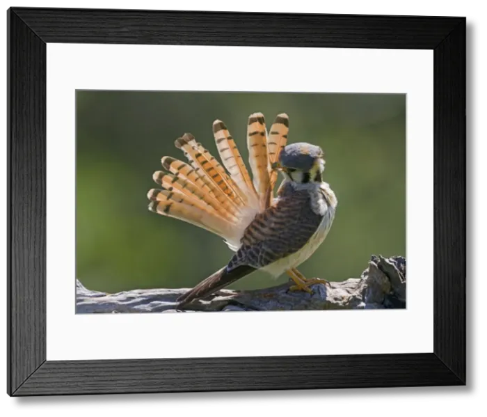 Framed Print : Picture No. 10899202 Framed Print : Picture No. 10899202