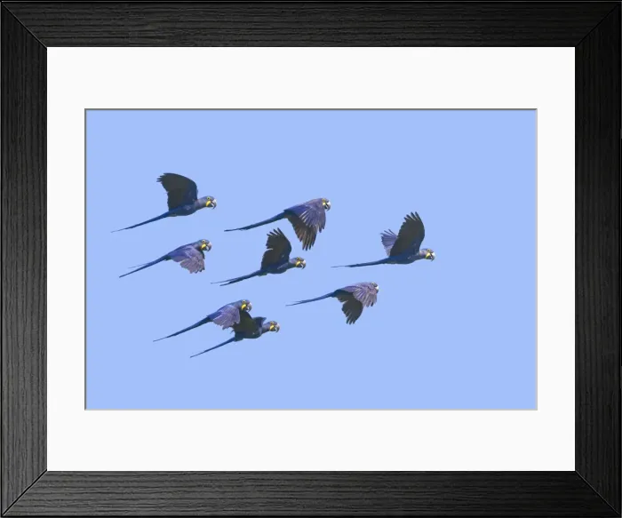 Framed Print : Picture No. 10899200 Framed Print : Picture No. 10899200