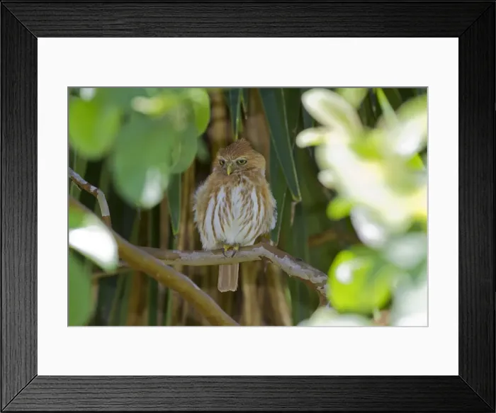 Framed Print : Picture No. 10899201 Framed Print : Picture No. 10899201
