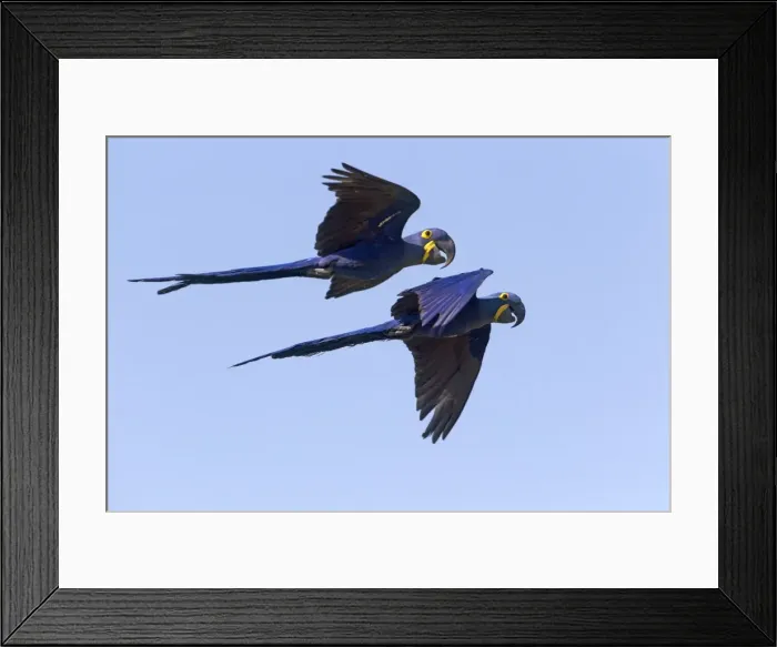 Framed Print : Picture No. 10899207