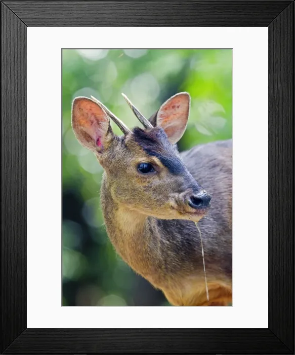 Framed Print : Picture No. 10899204 Framed Print : Picture No. 10899204
