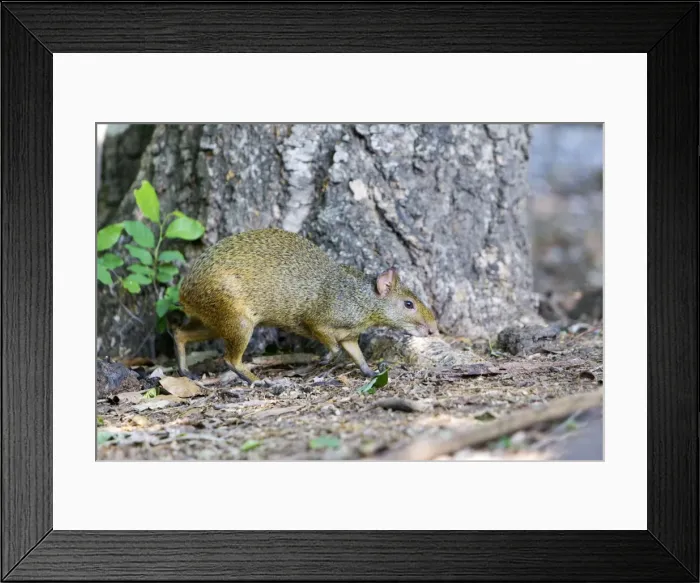 Framed Print : Picture No. 10899206 Framed Print : Picture No. 10899206