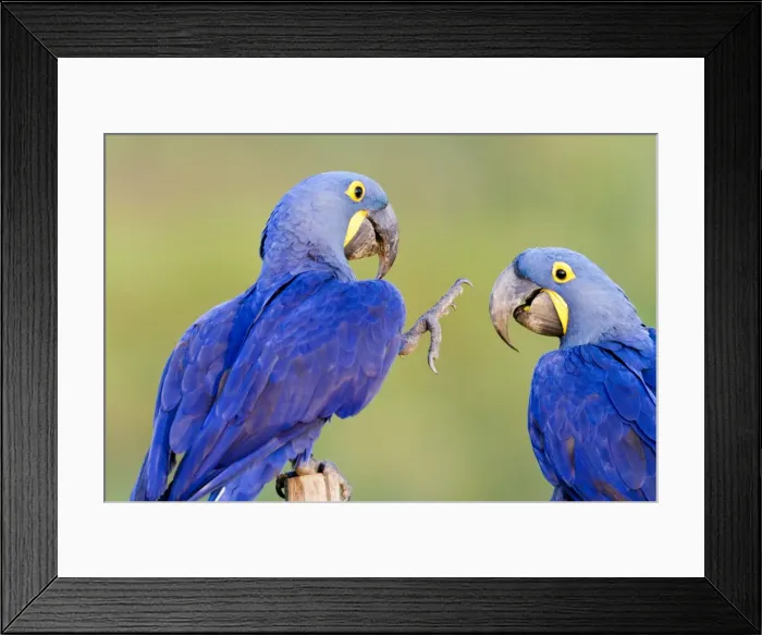 Framed Print : Picture No. 10899199 Framed Print : Picture No. 10899199