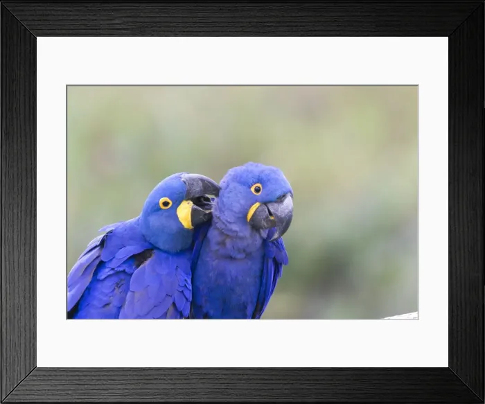 Framed Print : Picture No. 10899210