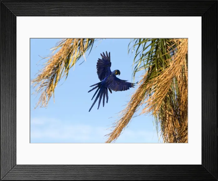 Framed Print : Picture No. 10899208 Framed Print : Picture No. 10899208