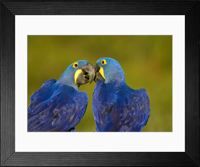 Framed Print : Picture No. 10899211 Framed Print : Picture No. 10899211