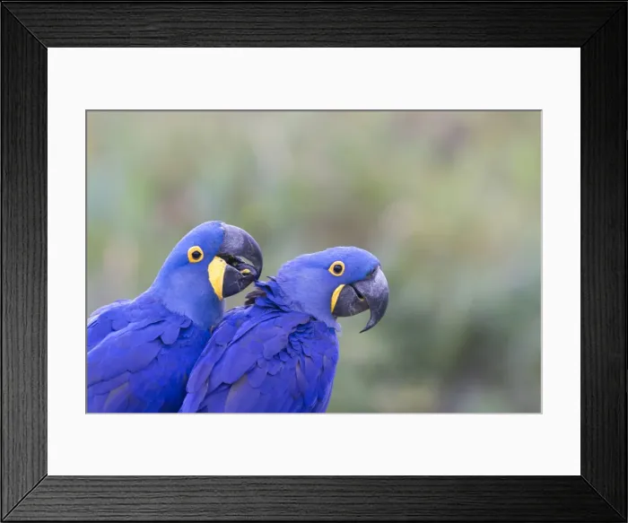 Framed Print : Picture No. 10899209 Framed Print : Picture No. 10899209