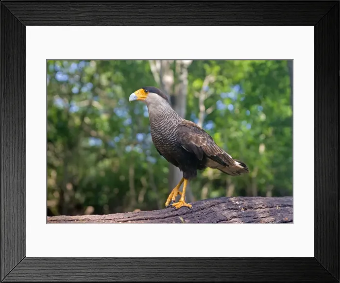 Framed Print : Picture No. 10899216 Framed Print : Picture No. 10899216