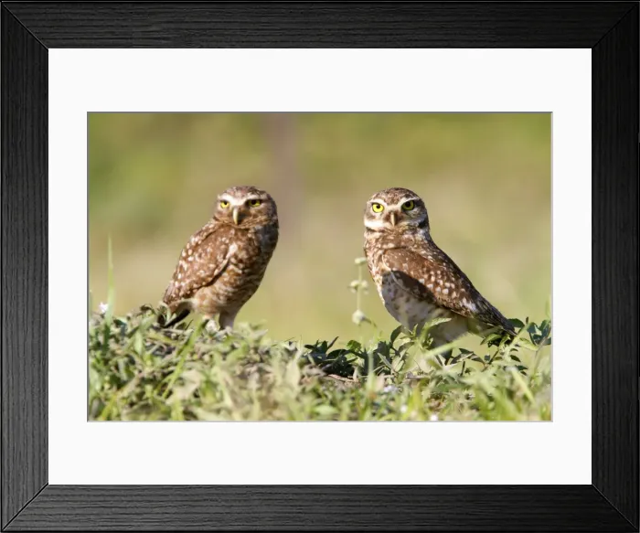 Framed Print : Picture No. 10899217 Framed Print : Picture No. 10899217