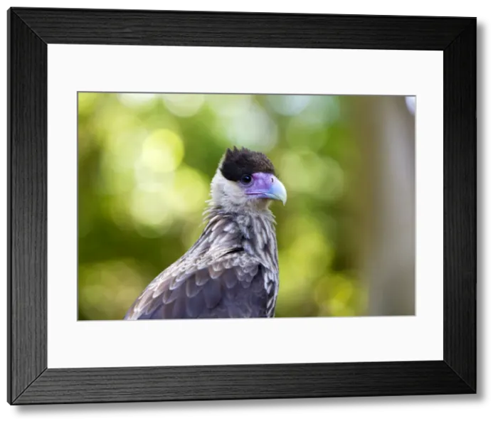 Framed Print : Picture No. 10899214 Framed Print : Picture No. 10899214