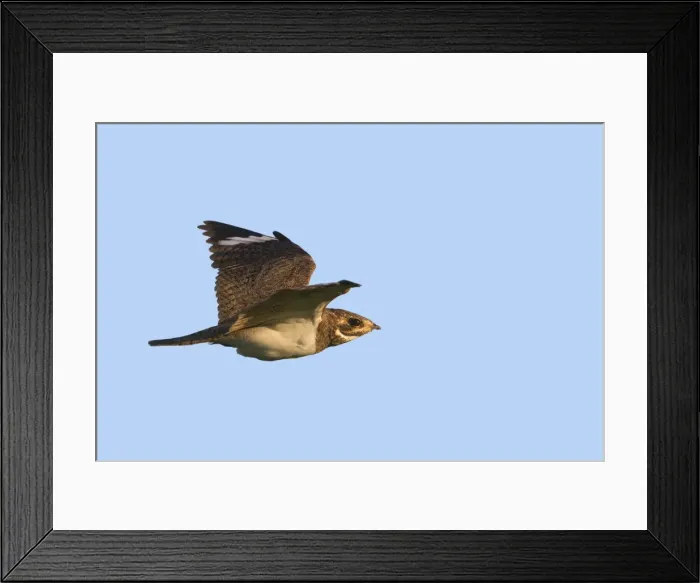 Framed Print : Picture No. 10899221 Framed Print : Picture No. 10899221