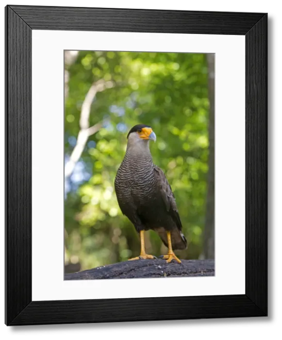 Framed Print : Picture No. 10899215 Framed Print : Picture No. 10899215