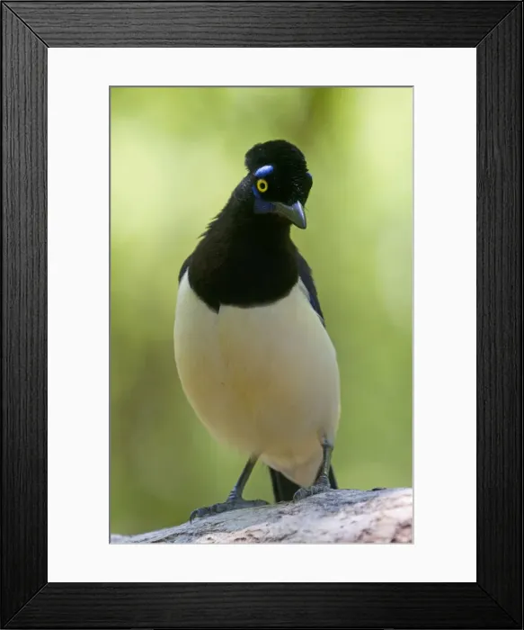 Framed Print : Picture No. 10899223 Framed Print : Picture No. 10899223