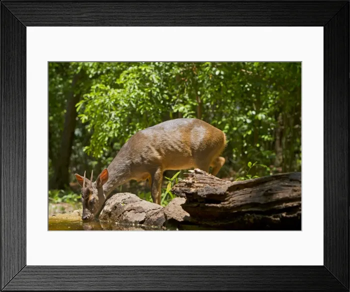 Framed Print : Picture No. 10899220 Framed Print : Picture No. 10899220