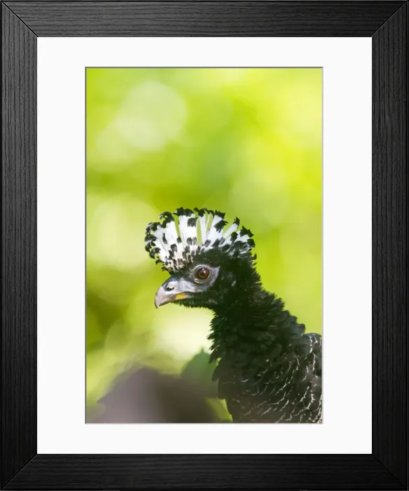 Framed Print : Picture No. 10899226 Framed Print : Picture No. 10899226