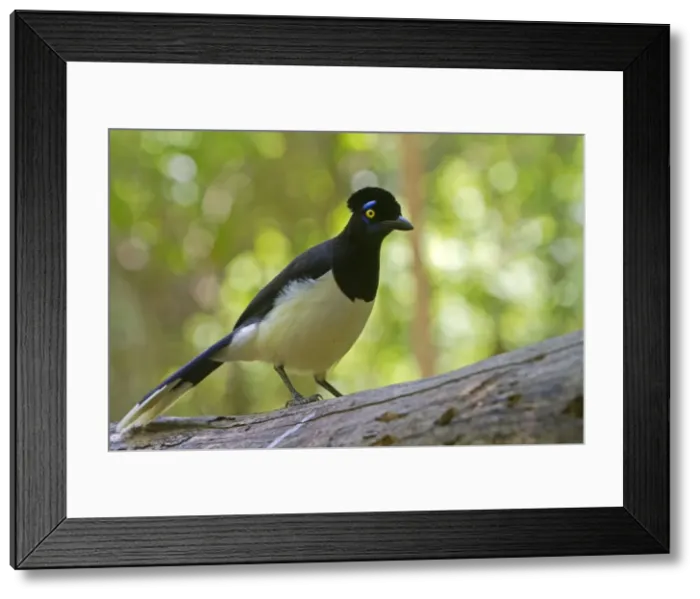 Framed Print : Picture No. 10899225 Framed Print : Picture No. 10899225