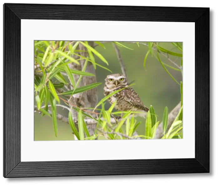 Framed Print : Picture No. 10899218 Framed Print : Picture No. 10899218