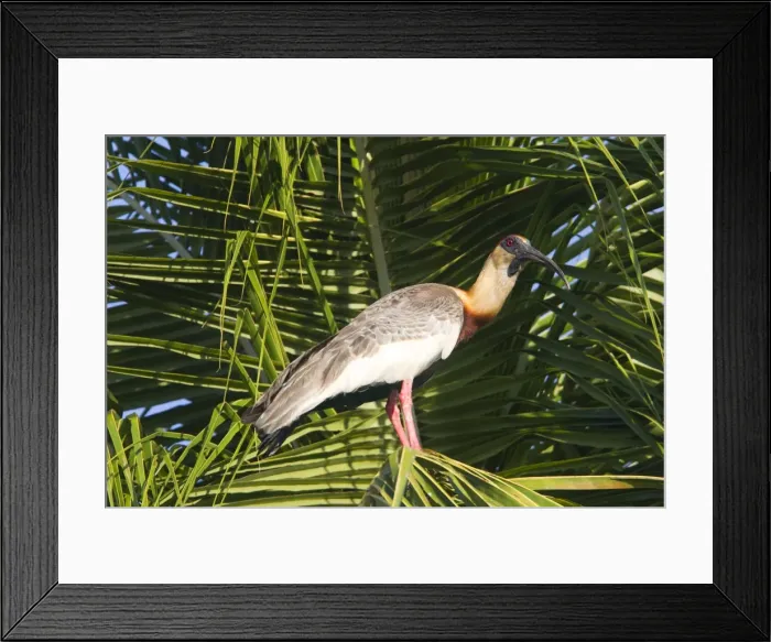 Framed Print : Picture No. 10899228 Framed Print : Picture No. 10899228